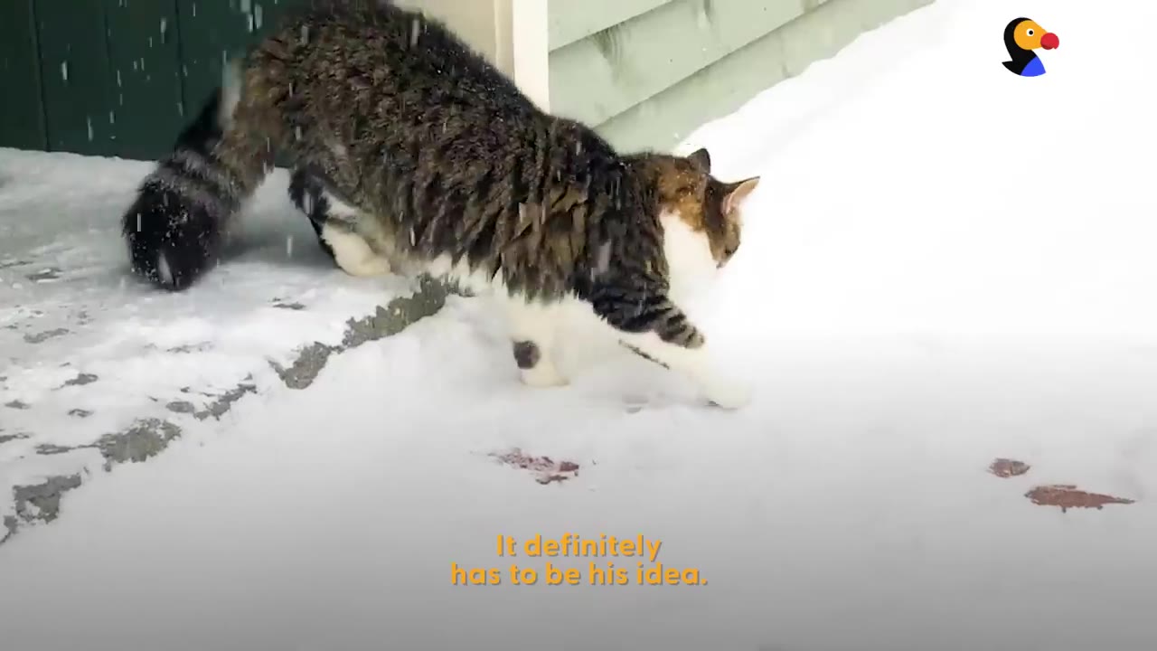 A long-haired fluffy tabby and white cat cautiously stepping onto a snow-covered porch while snow falls.