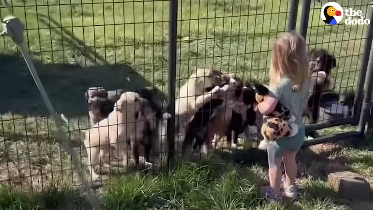 A young child standing outside a fenced enclosure full of small puppies.