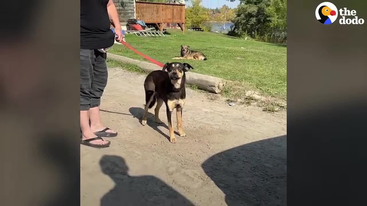 A black and tan dog stands on a dirt path on a red leash next to a person.