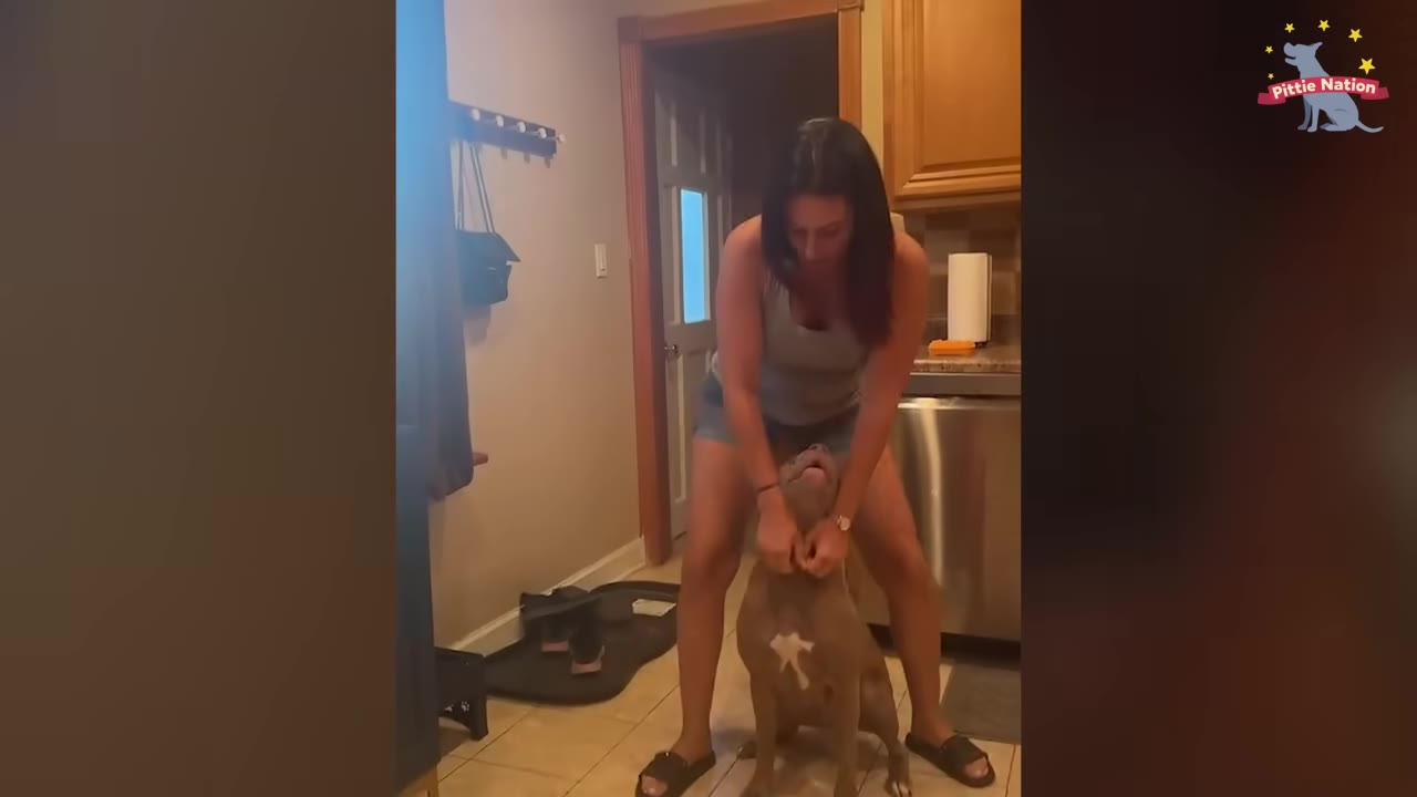 A woman standing in a home kitchen and petting a gray pit bull dog sitting in front of her.