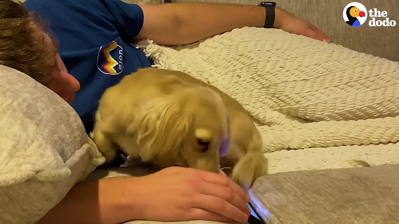 A small golden long-haired dachshund interacts playfully with a man lying on a couch.