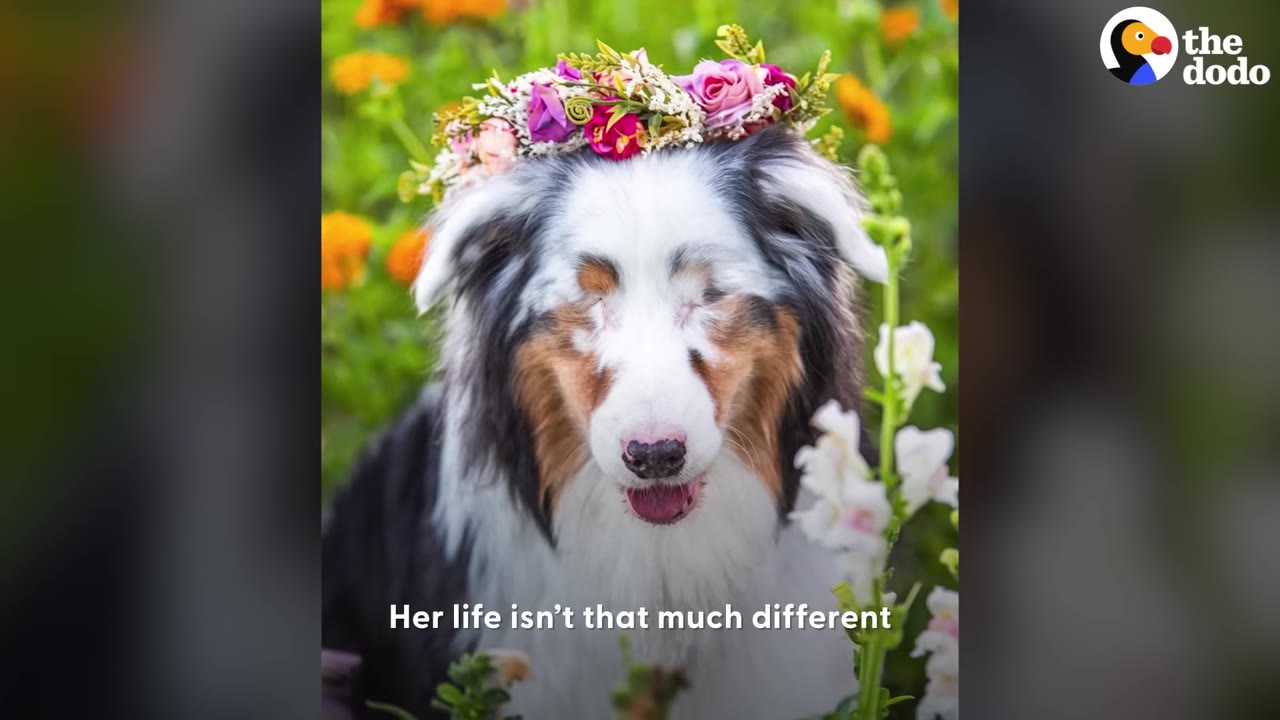 An Australian Shepherd dog wearing a colorful flower crown while sitting among blooming flowers.
