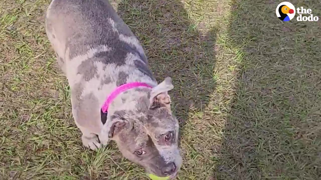 A grey-and-white mottled dog with a bright pink collar stands on a grassy lawn looking up at the camera.
