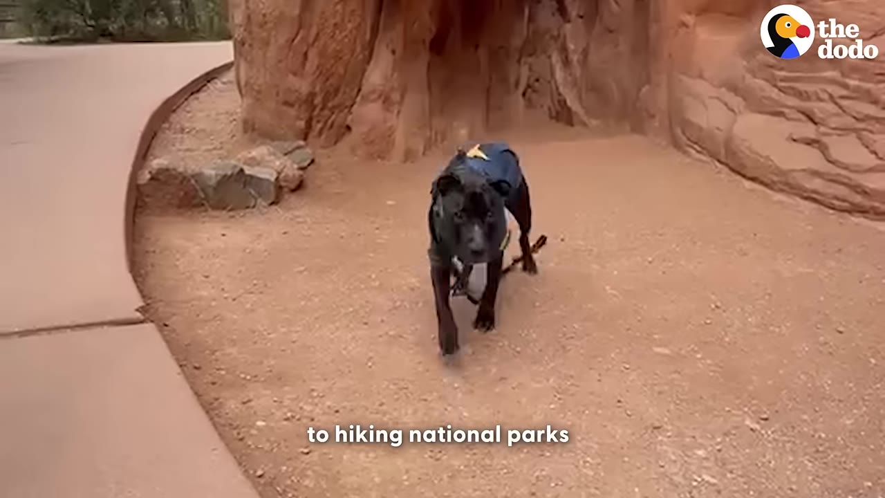 A black dog wearing a blue harness walks along a dirt path in front of red rock formations.