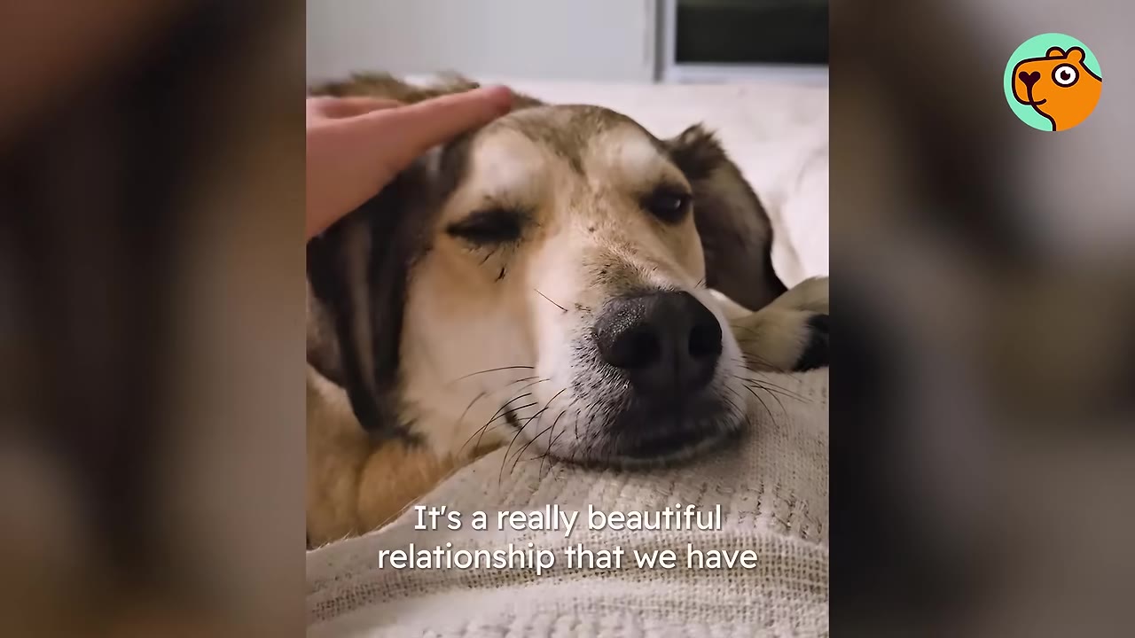 A close-up of a relaxed dog lying indoors being gently petted on the head.