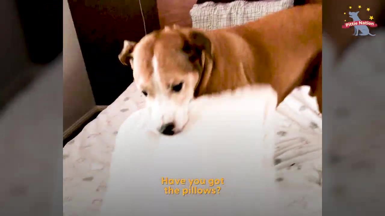 A tan and white dog carrying a white pillow in its mouth on a bed.