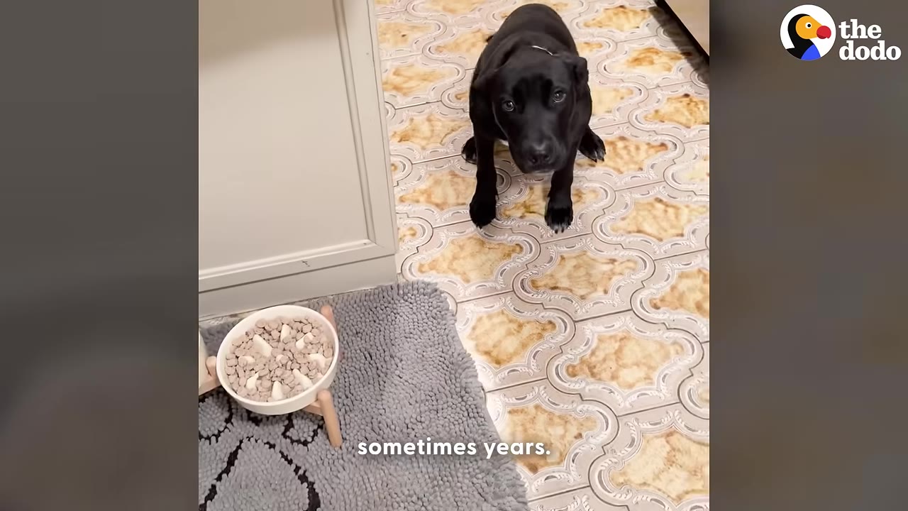 A black dog sits on a patterned tile floor looking up at the camera, next to a white food bowl on a grey mat.