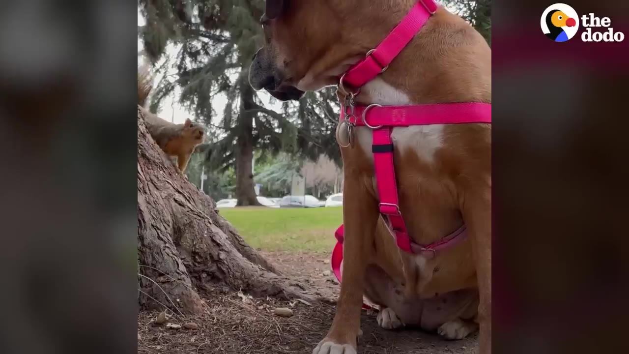 A brown dog wearing a bright pink harness sits near the base of a tree in a park, looking closely at a small squirrel perched on the tree trunk.