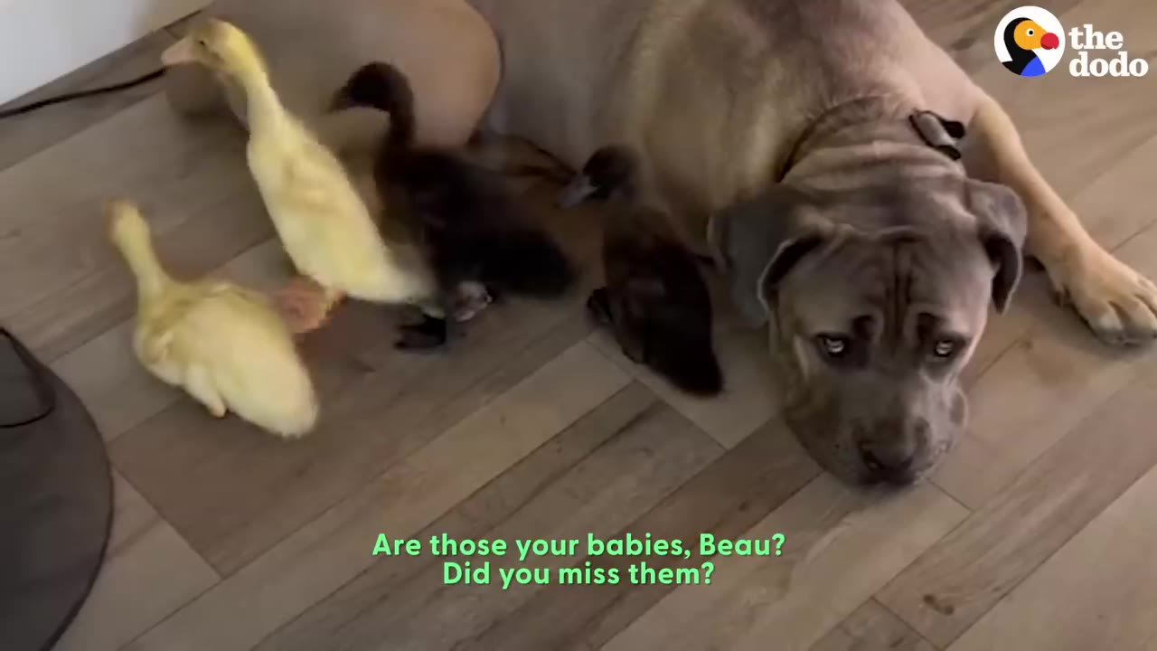 A large grey dog resting on a wooden floor while small ducklings walk around him.