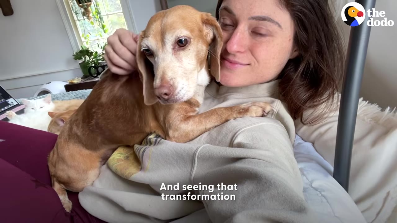 A brown dog lying affectionately on a woman's chest as she pets it.