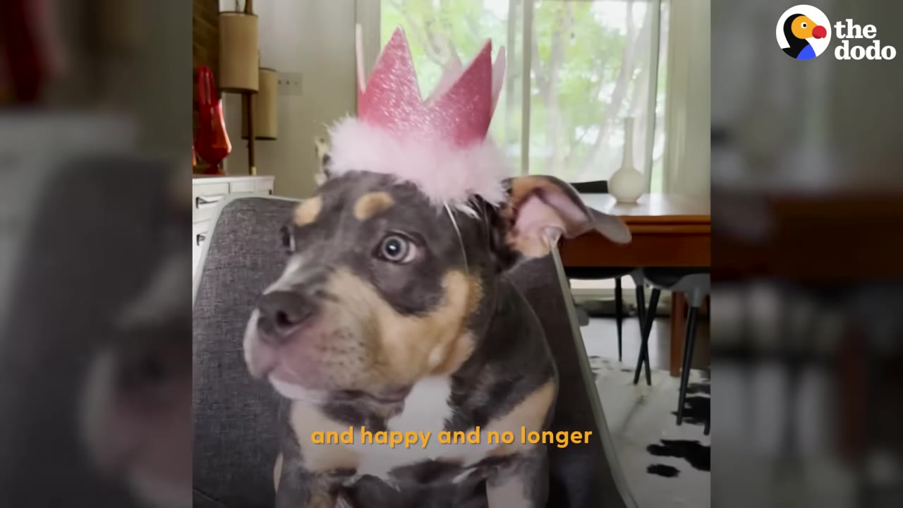A close-up portrait of a small tricolor puppy wearing a pink glitter crown while sitting indoors.