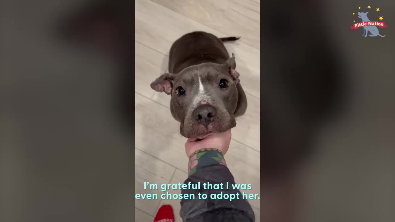 A person gently holds the chin of a grey pit bull looking affectionately up at the camera.