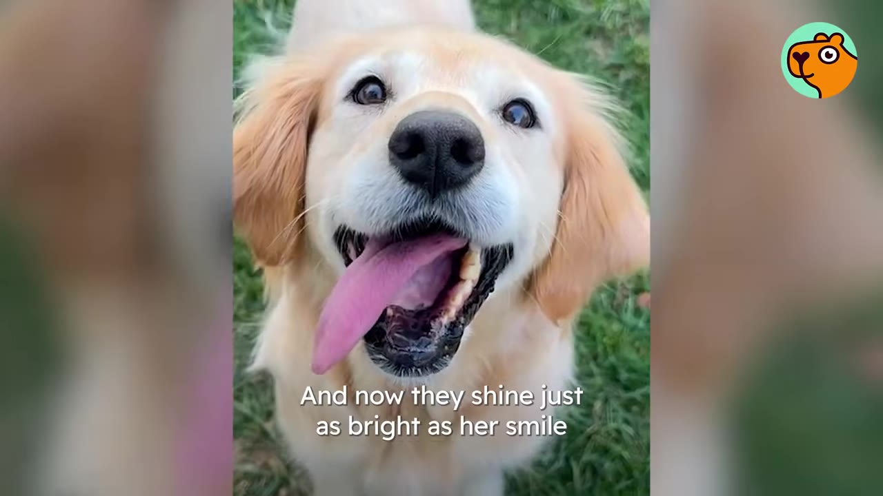 A close-up portrait of a happy golden retriever looking directly at the camera with a big open-mouthed smile and her tongue sticking out.