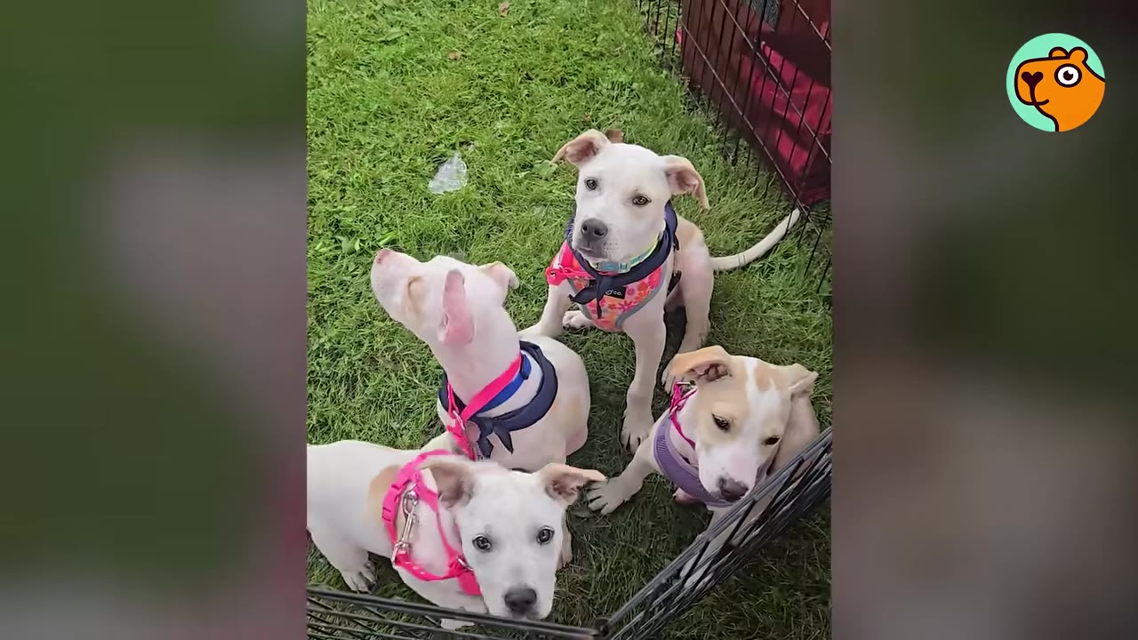 Four white and tan puppies wearing colorful harnesses sit together on green grass and look up at the camera.