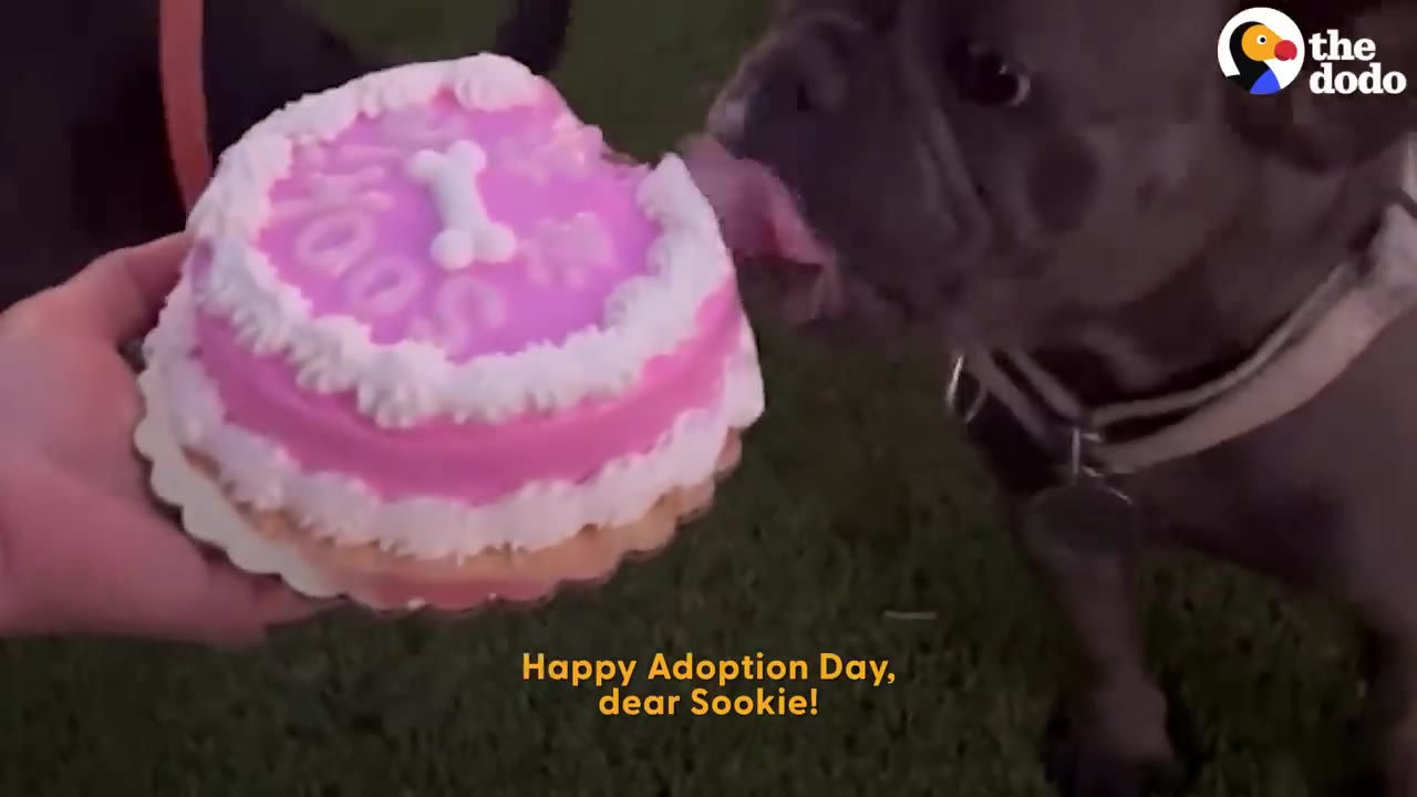 A small grey dog licks a pink dog-friendly cake held by a person's hand on a grassy lawn.