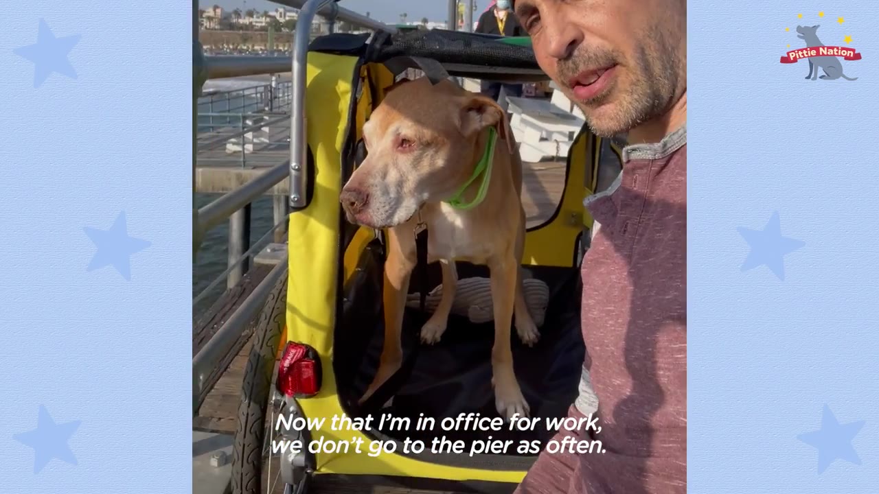 A man taking a selfie video next to a tan dog standing inside a yellow pet stroller on a wooden pier.