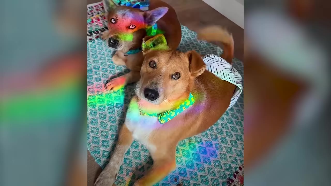 Two brown dogs lying peacefully together on a patterned rug, illuminated by a rainbow light reflection.