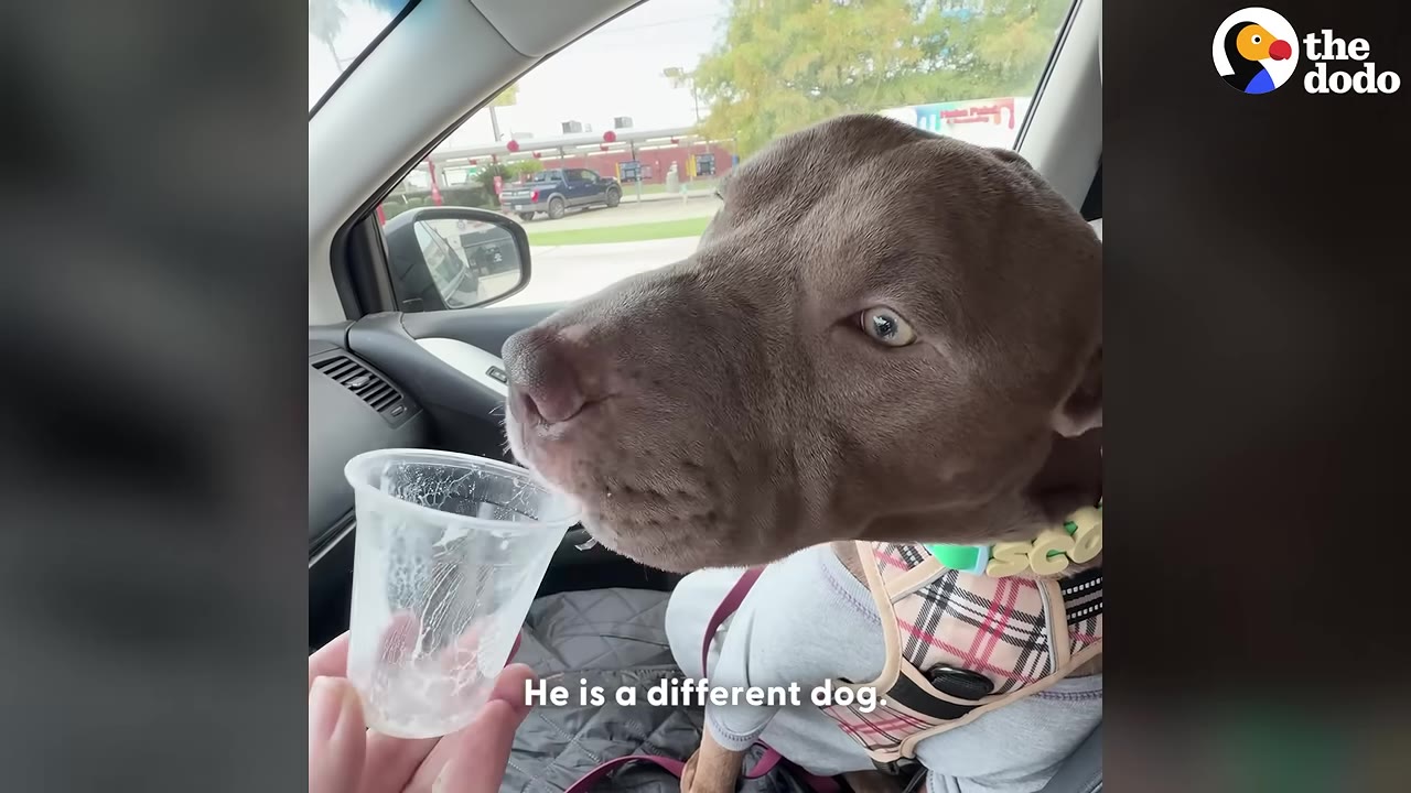 A healthy brown dog wearing a plaid harness sits in the passenger seat of a car, looking at a plastic cup held by a person.