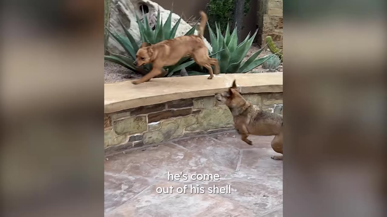 Two dogs playing together outdoors on a patio with stone walls and desert plants.