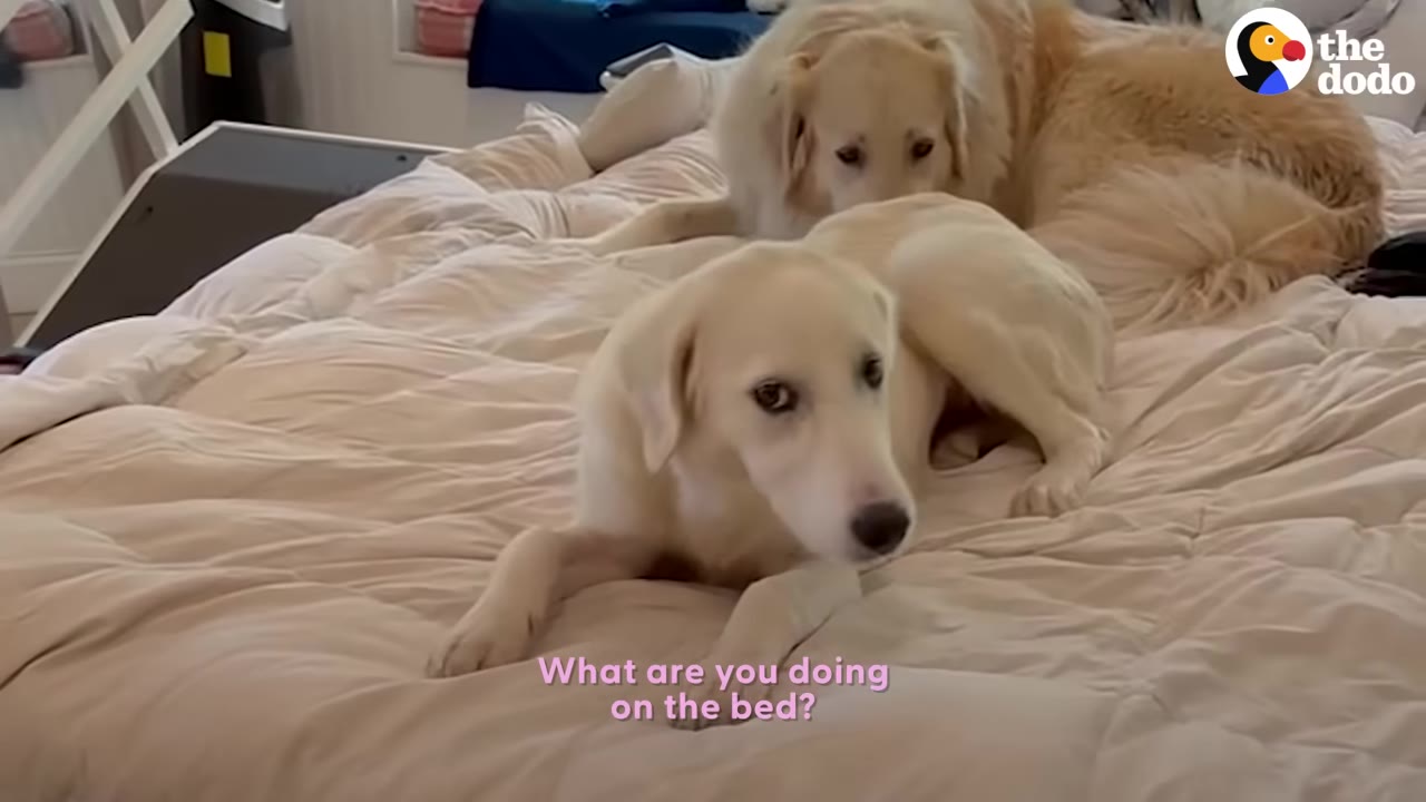 A light-colored dog sitting up on a white bed alongside another golden dog resting in the background.