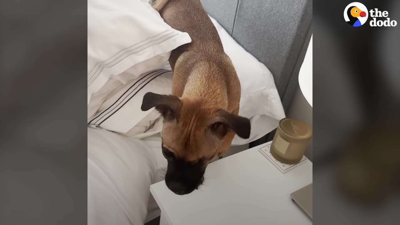 A small brown dog with dark ears stands on a white bed, looking down toward a white nightstand.