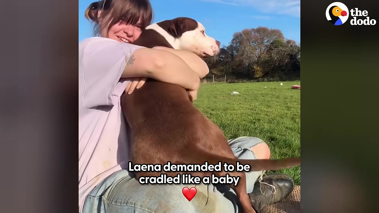 A smiling woman sitting on the grass cradles a brown and white pit bull in her lap like a baby.