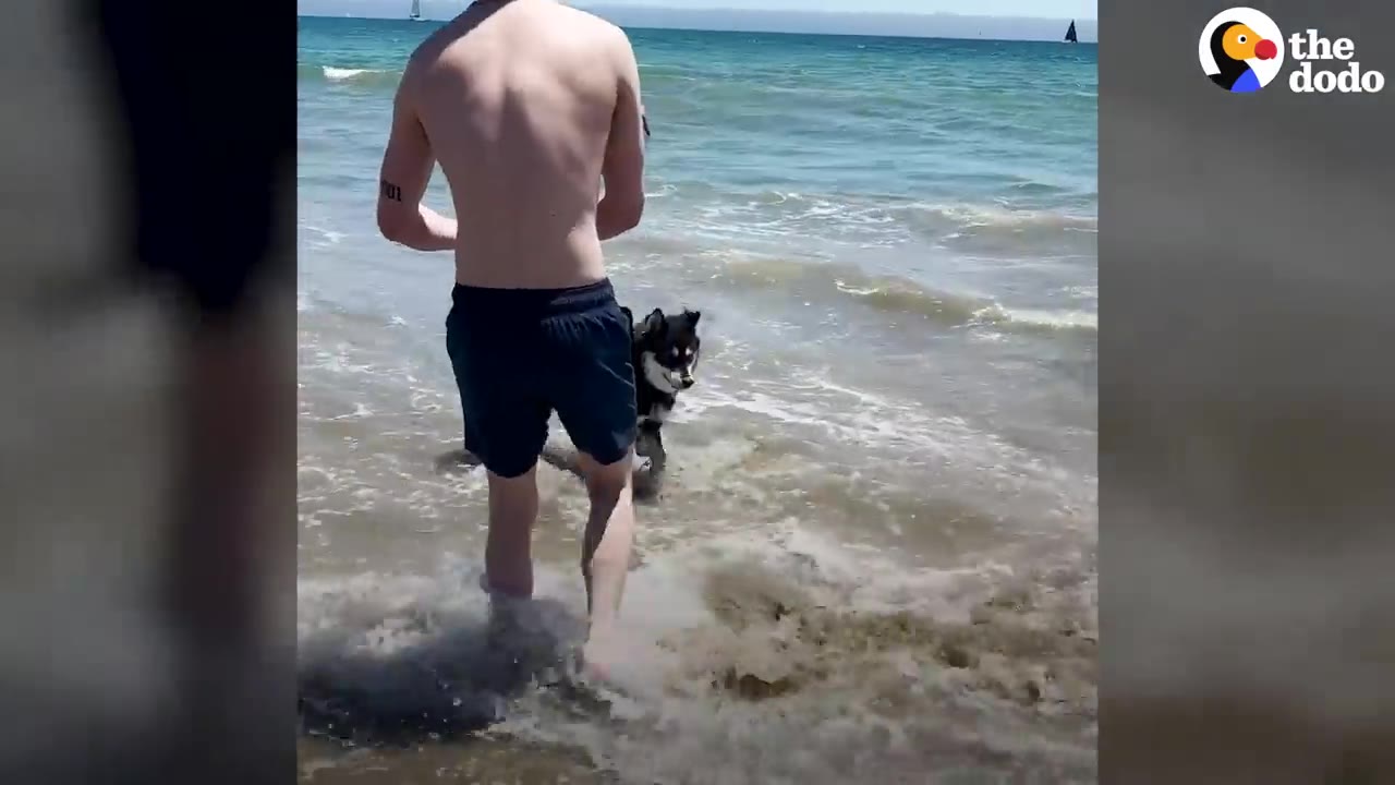 A shirtless man in dark swim trunks walks into ocean water alongside a black and white husky.