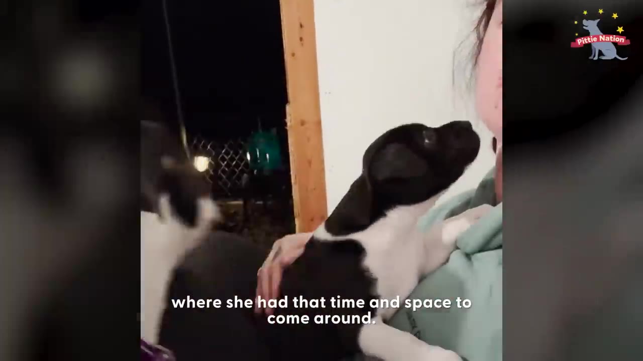 A small black and white puppy affectionately looking up while being held close by a person.