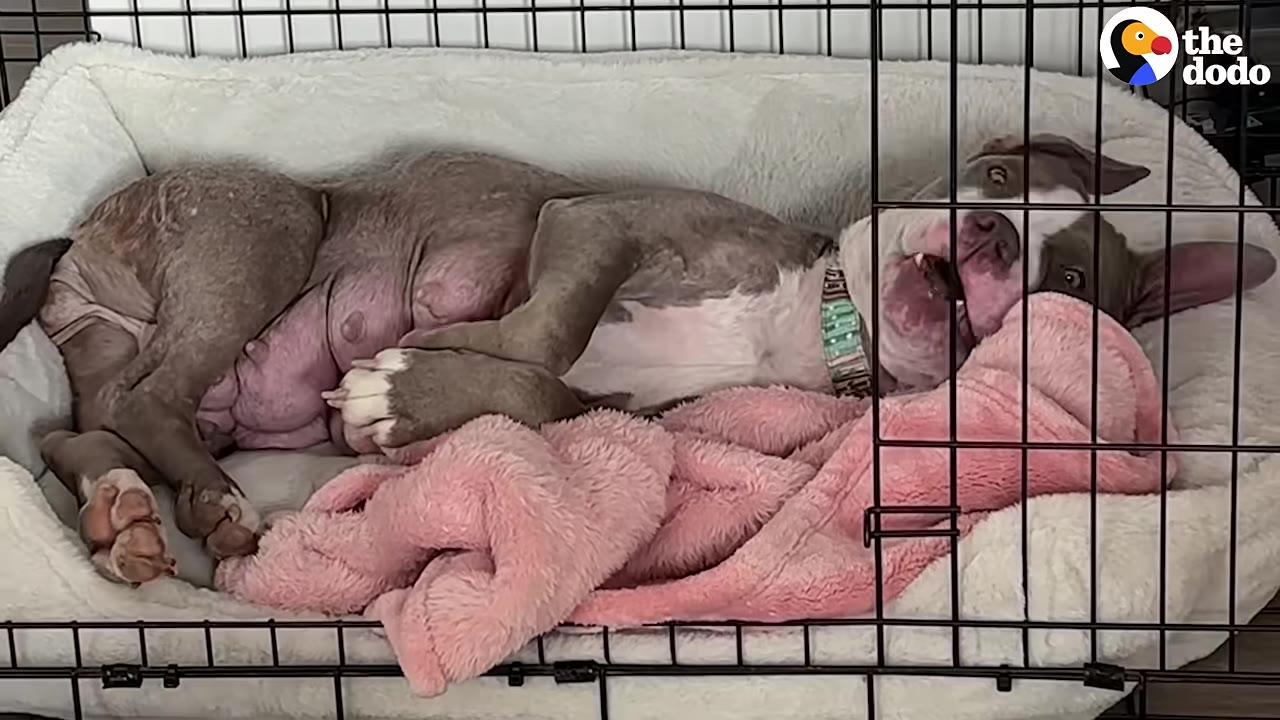 A gray and white dog named Elsa lies on her back in a dog bed inside a wire crate, looking relaxed and happy next to a pink blanket.