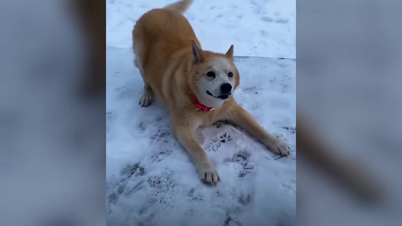 A tan dog with a red collar in a playful bow position on a snowy ground, looking up with a happy expression.