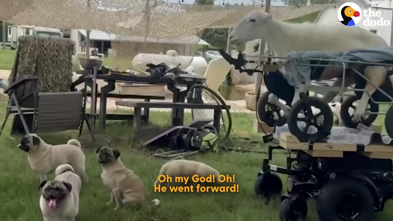 A white sheep named Moko stands in a custom motorized wheelchair rig on a grassy lawn, with several pug dogs watching him move forward.