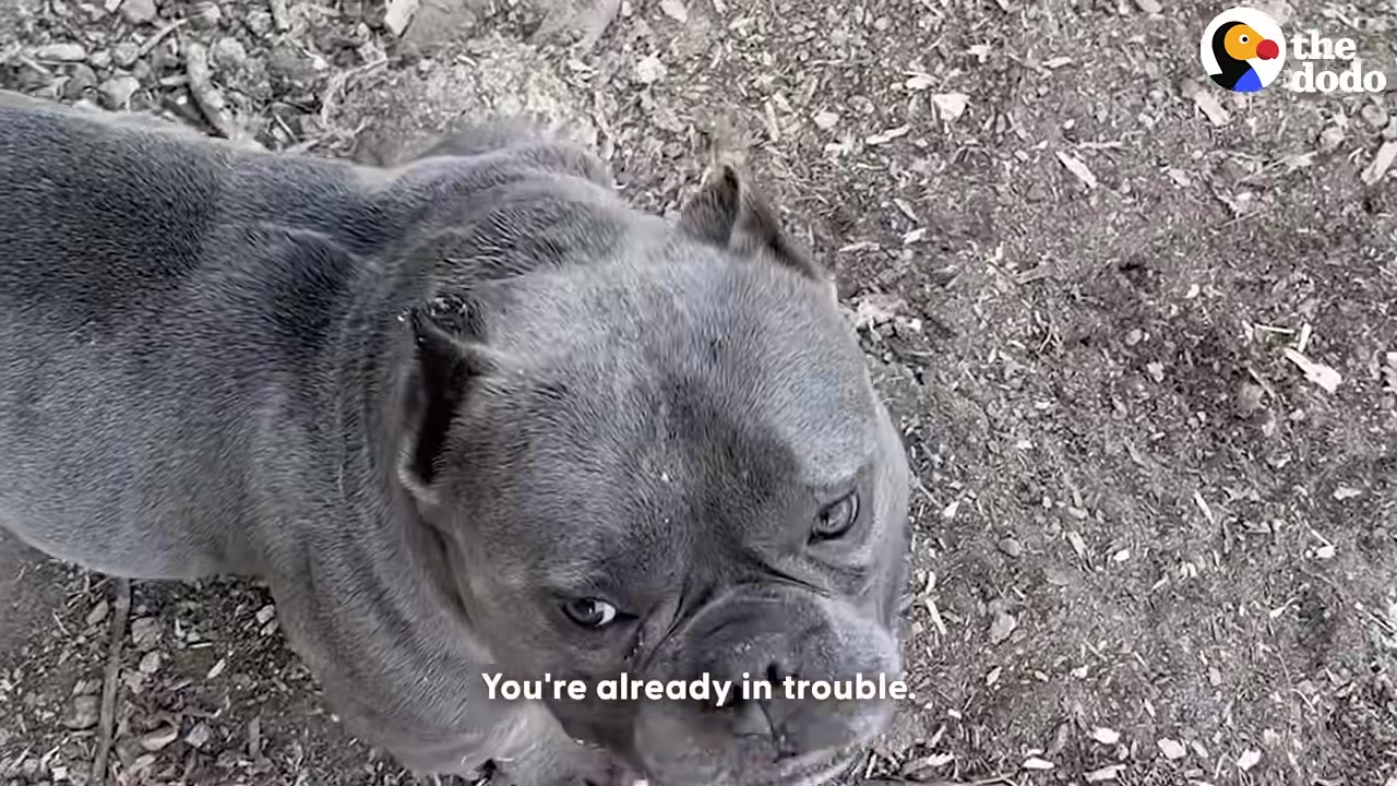 A close-up, high-angle shot of a grey French bulldog looking up with expressive eyes.