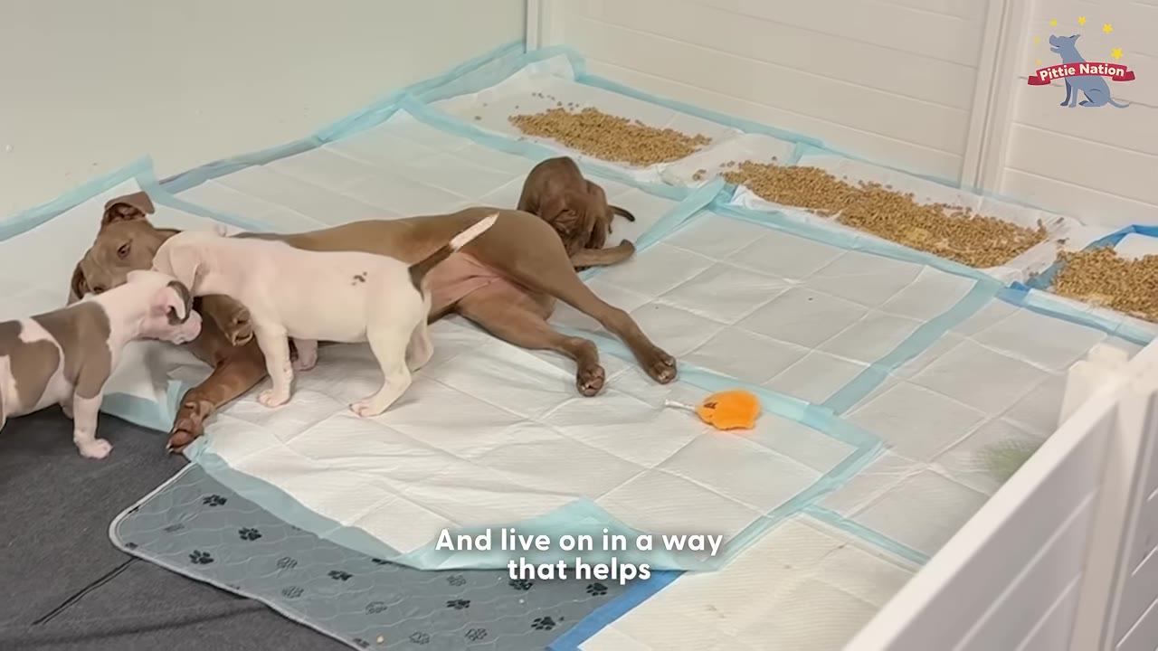 A brown dog lies on training pads surrounded by small puppies.