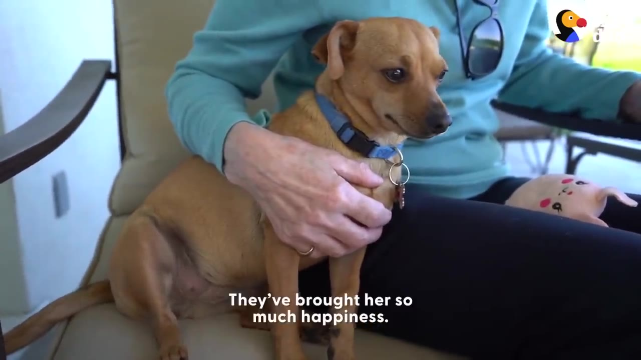 A small tan dog sitting on a person's lap while being gently petted.