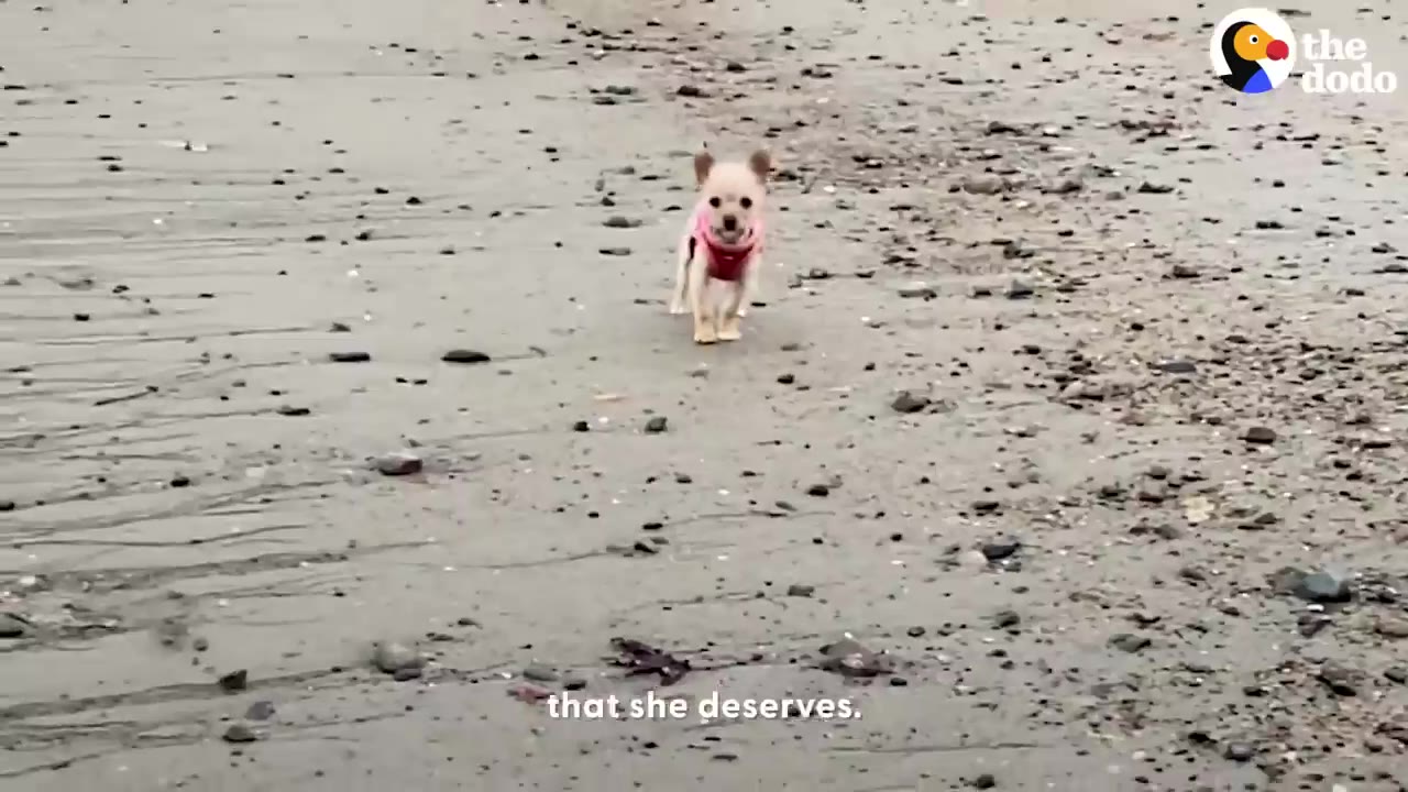A small tan dog wearing a pink harness runs across a sandy beach.