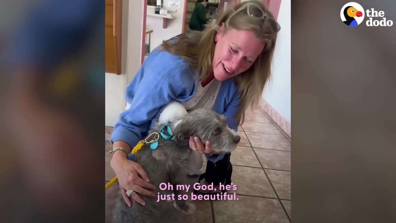 A woman crouching down while gently holding a small grey scruffy dog's head, looking at him with an emotional expression.