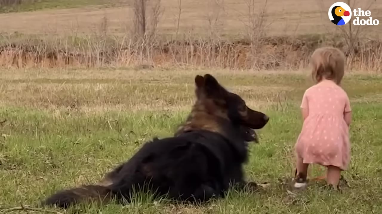 A German Shepherd dog lying on a grassy field beside a young child wearing a pink dress.