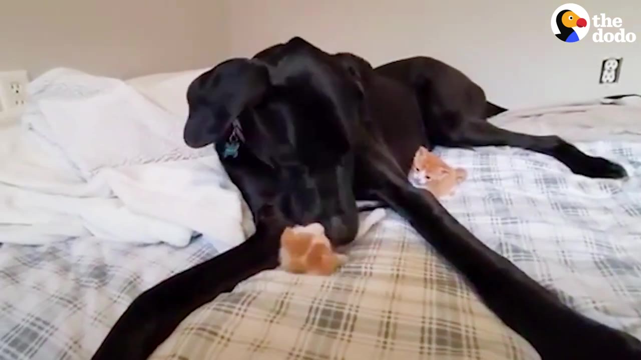 A large black dog lying on a plaid bed spread gently interacting with tiny orange kittens.