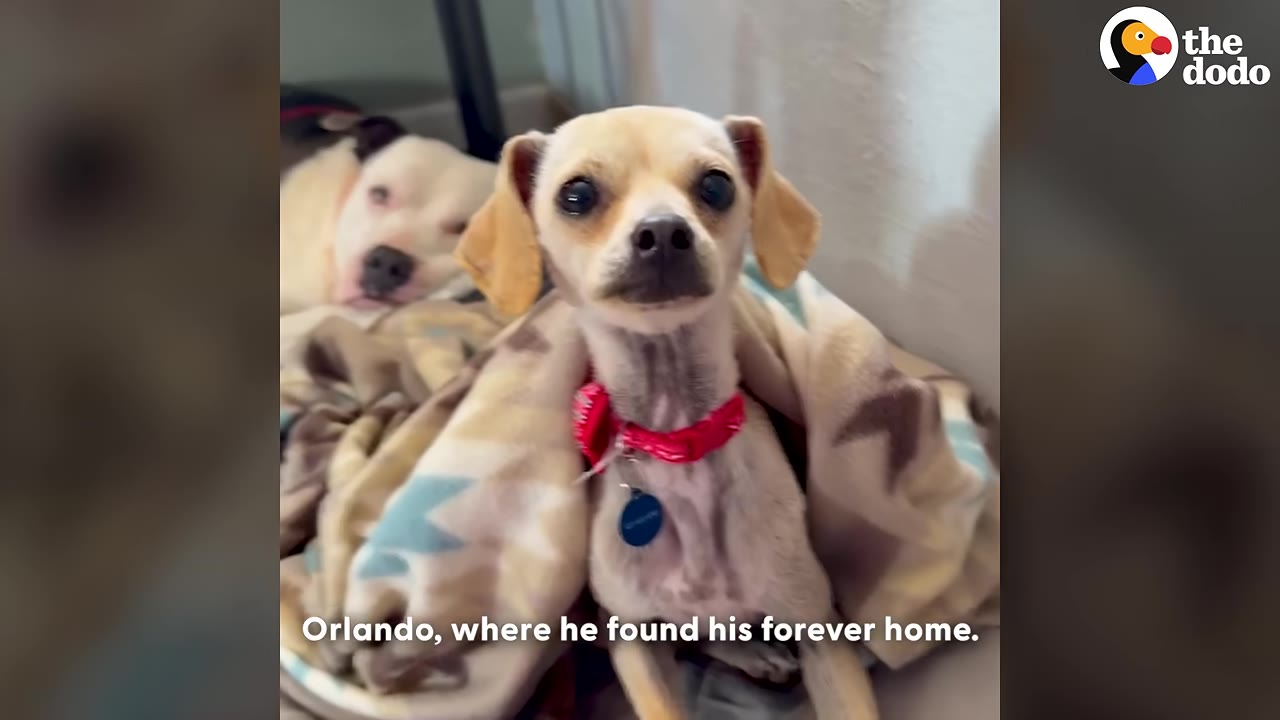 A small tan dog with large, dark eyes and floppy ears sits wrapped in a blanket, wearing a red collar with a blue tag, while another white dog rests in the background.