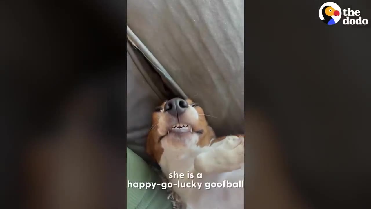 A brown and white beagle lies on its back, showing its teeth in a silly grin, with the text 'she is a happy-go-lucky goofball' on the screen.