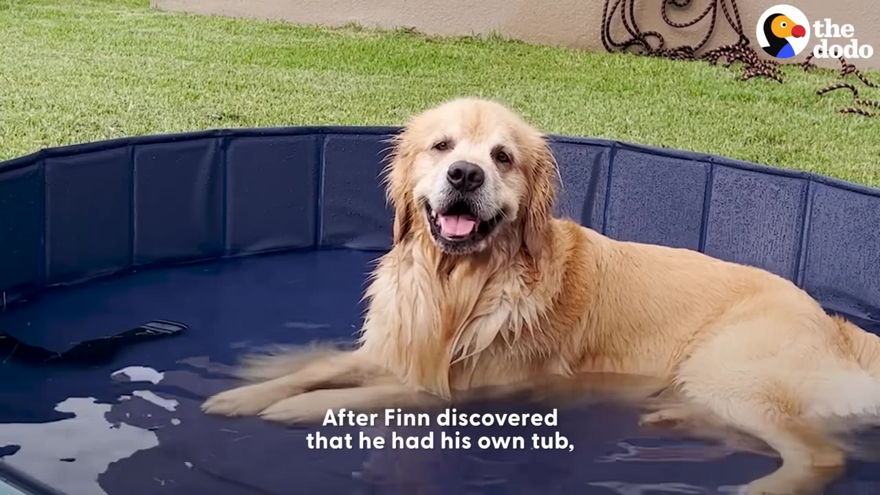 A golden retriever sitting happily inside a blue collapsible outdoor pool on green grass.
