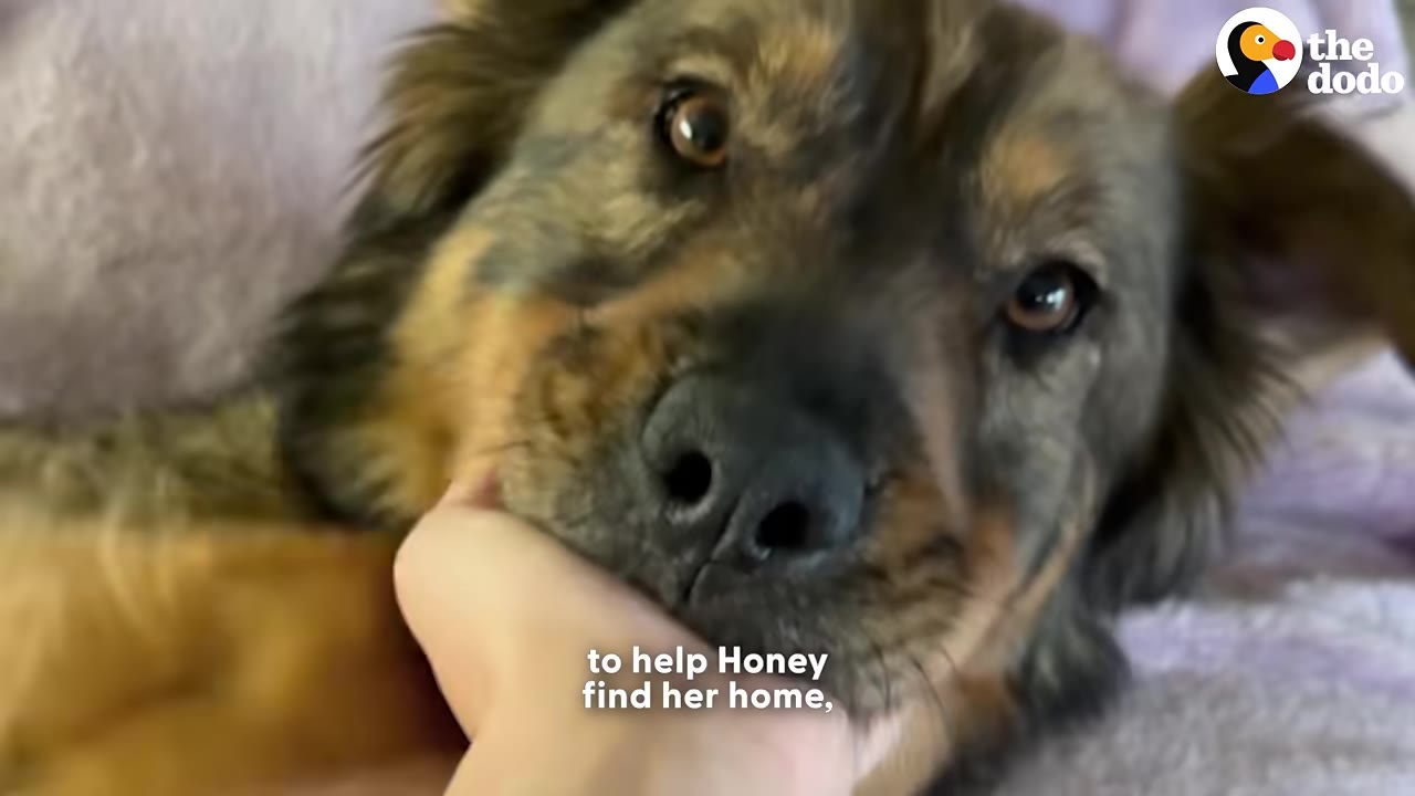 A close-up of a fluffy brown and black dog resting its chin in a person's hand while looking directly at the camera.