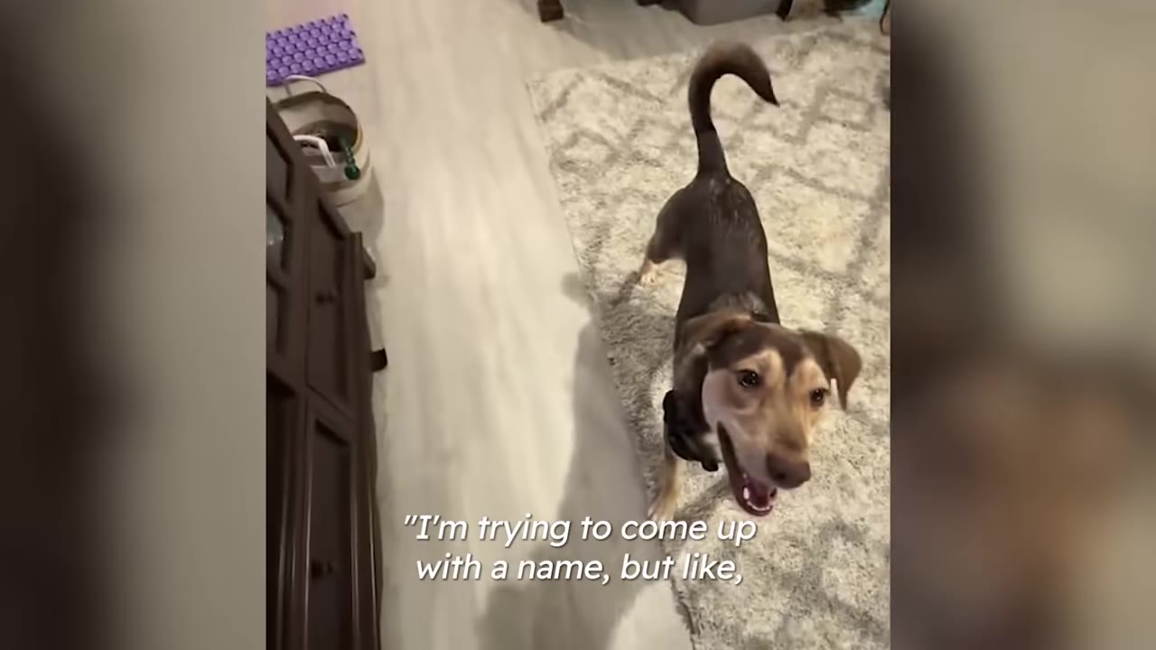 A brown dog with tan markings stands on a rug looking up towards the camera with an open, happy mouth.