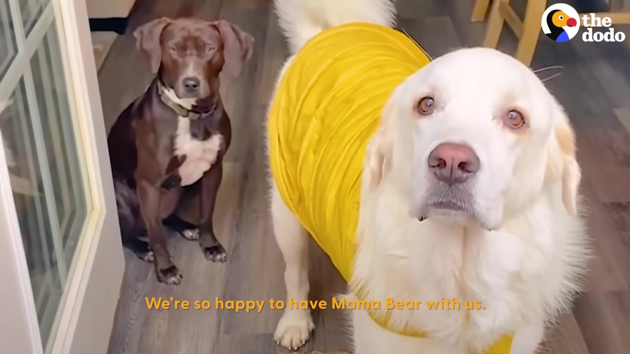 A white dog wearing a yellow shirt stands in the foreground looking up, while a brown dog sits in the background on a wooden floor.