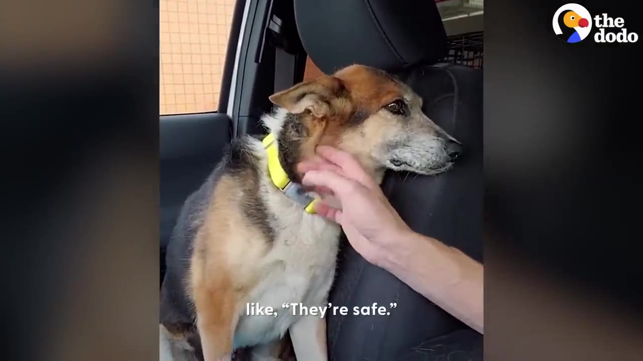 A hand gently strokes the side of a dog's neck as the dog rests its head on a car seat inside a vehicle.
