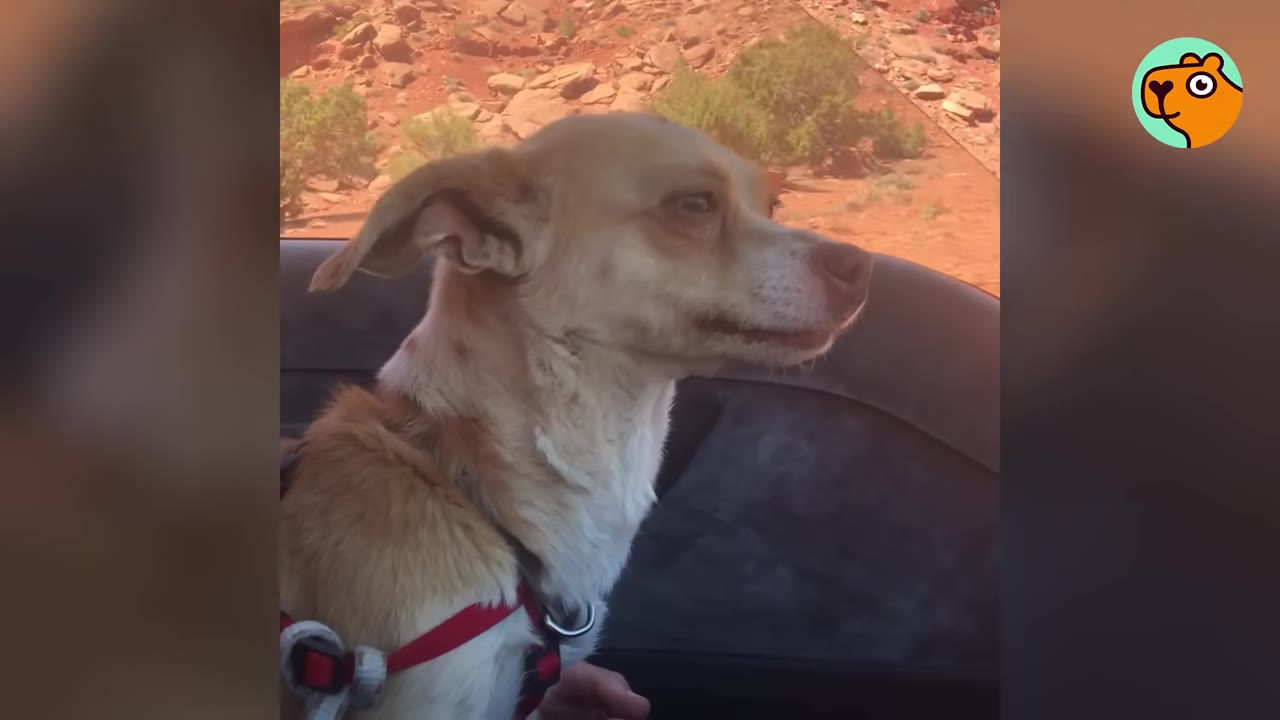 A small tan dog wearing a red harness rides inside a car with red rock hills visible through the window.