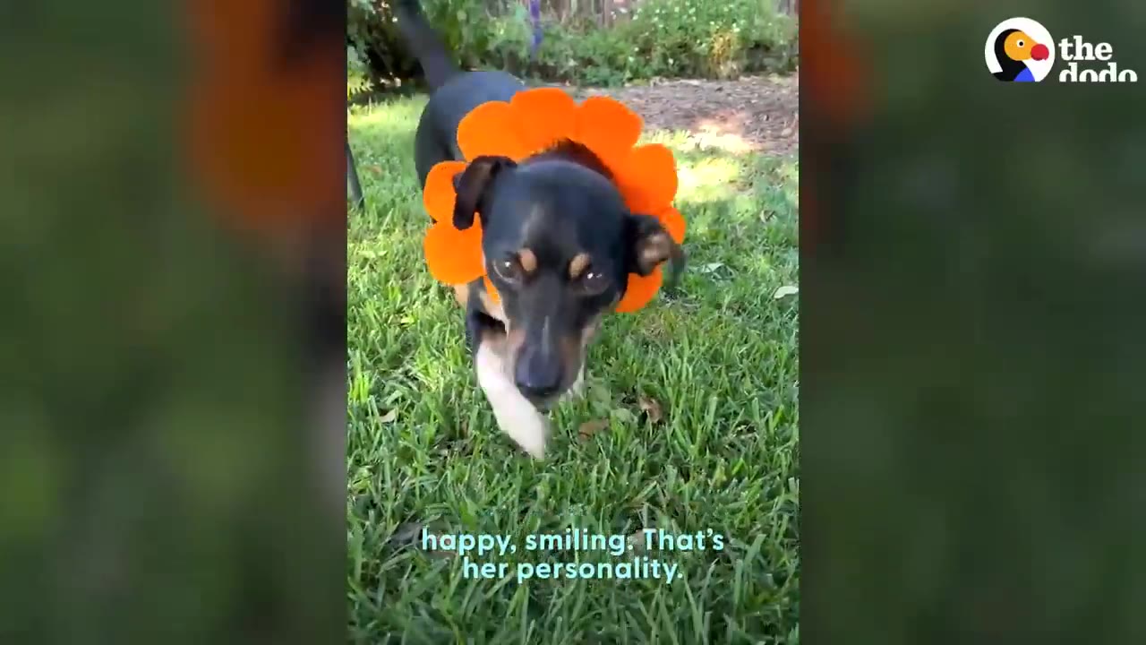 A small black and tan dog wearing a bright orange flower collar walks on green grass outside.