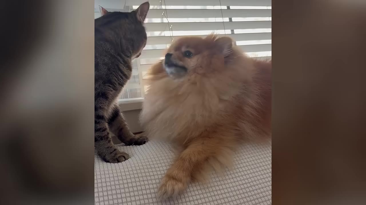 A fluffy orange Pomeranian dog and a tabby cat look at each other closely while sitting on a white textured surface.