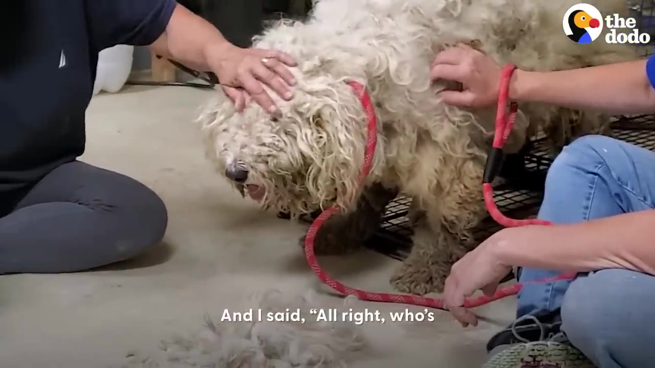 Two people petting a heavily matted, fluffy white dog wearing a red collar inside a room.