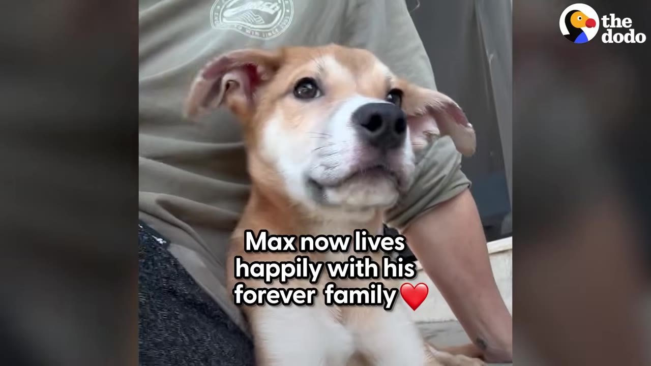 A tan and white puppy sitting in a person's lap, looking up with perked ears.